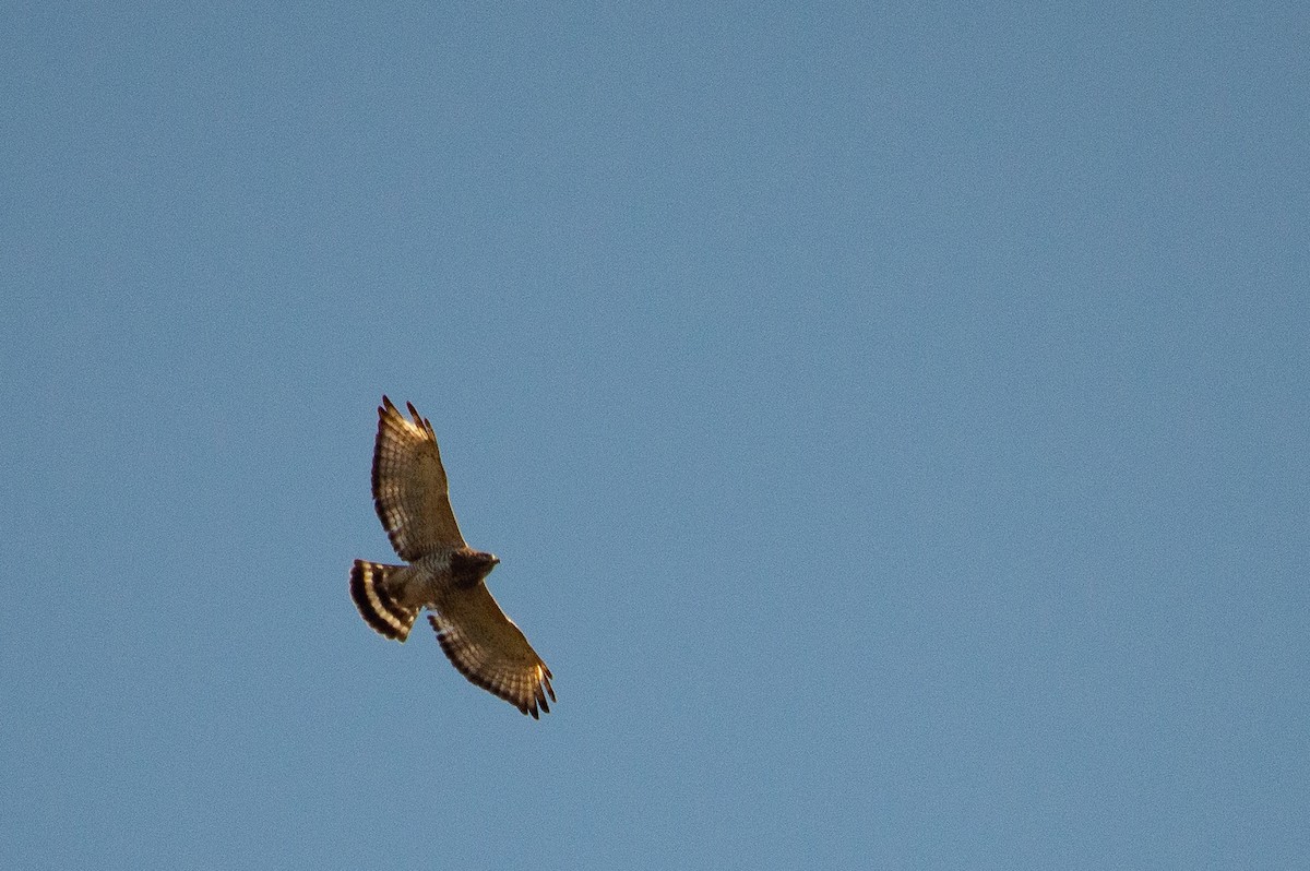 Broad-winged Hawk - ML623810321