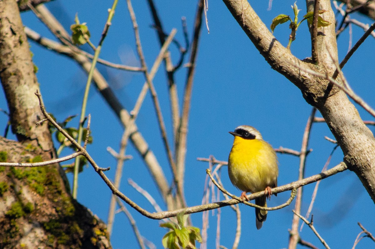 Common Yellowthroat - ML623810334