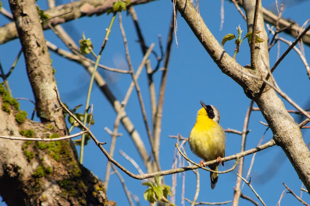 Common Yellowthroat - ML623810335