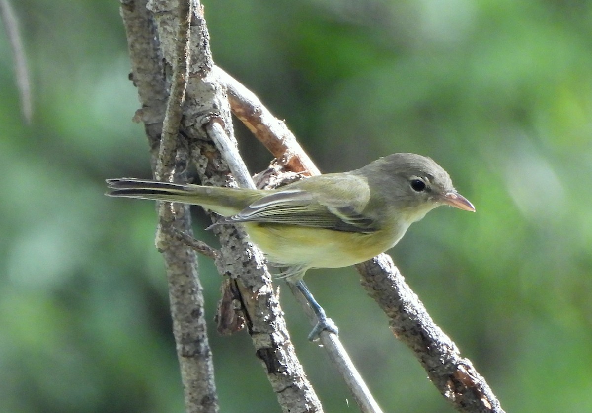 Bell's Vireo (Arizona) - ML623810337