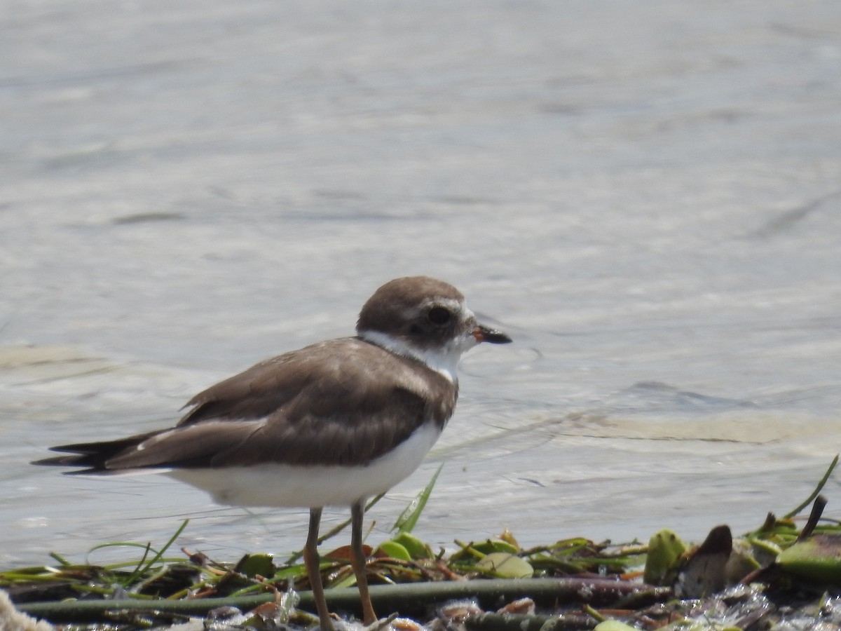 Semipalmated Plover - ML623810347