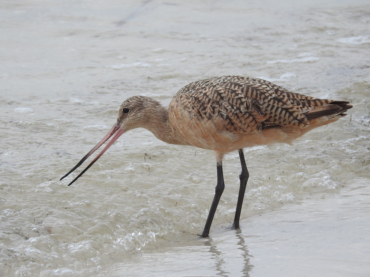 Marbled Godwit - ML623810353