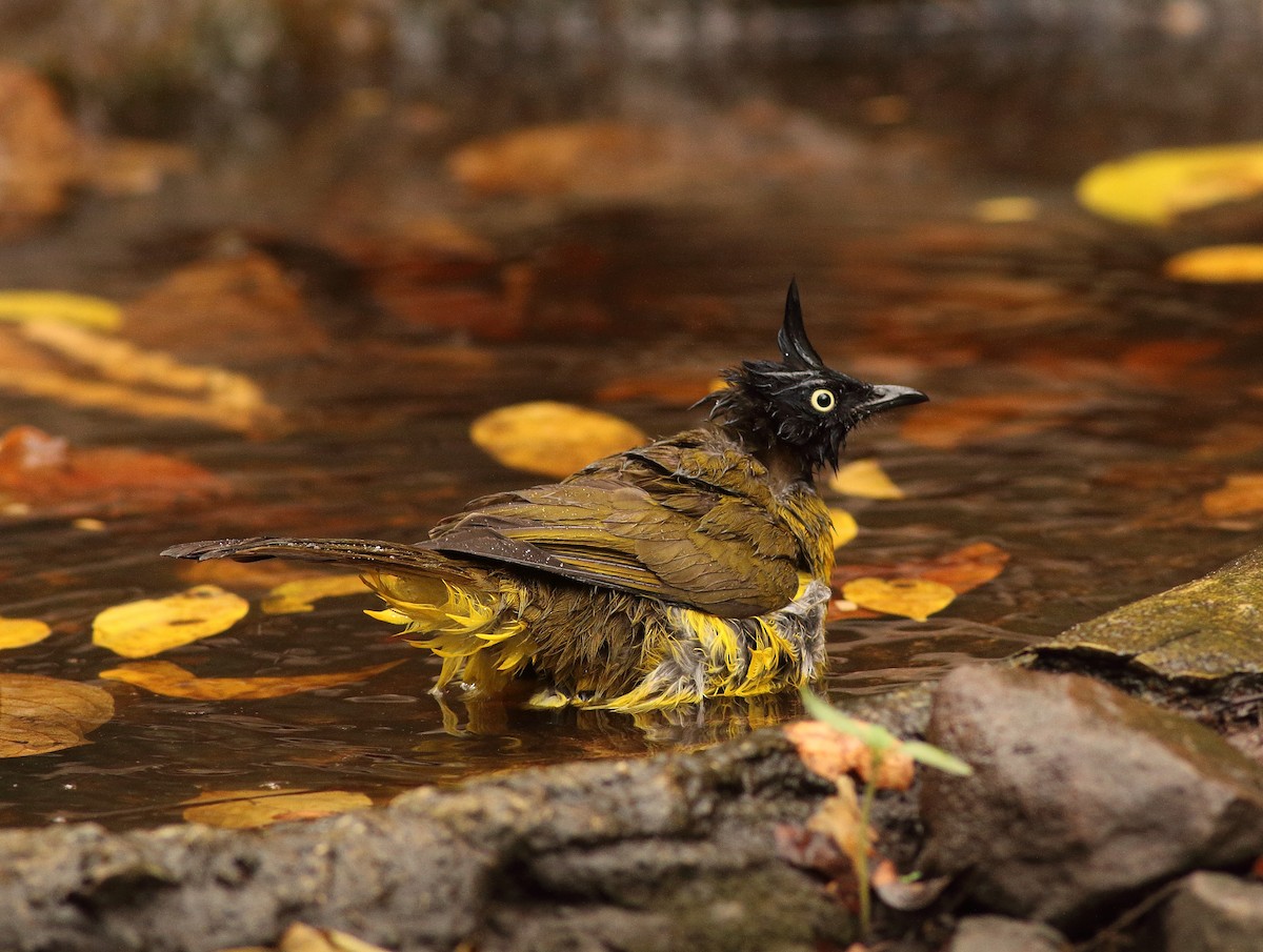 Bulbul à huppe noire - ML623810389