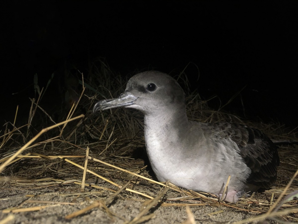 Wedge-tailed Shearwater - ML623810420