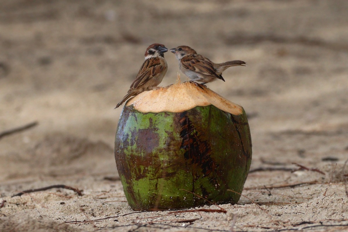 Eurasian Tree Sparrow - ML623810425