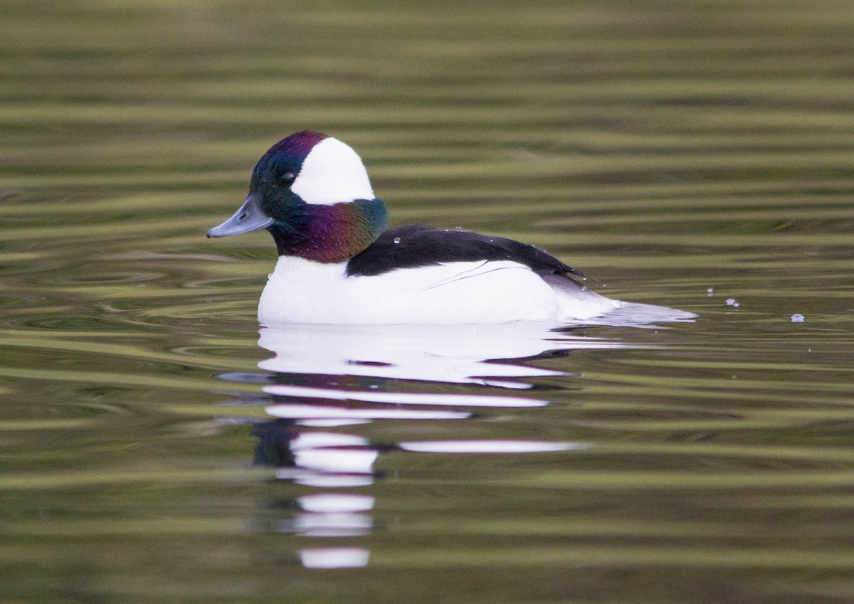 Bufflehead - ML623810441