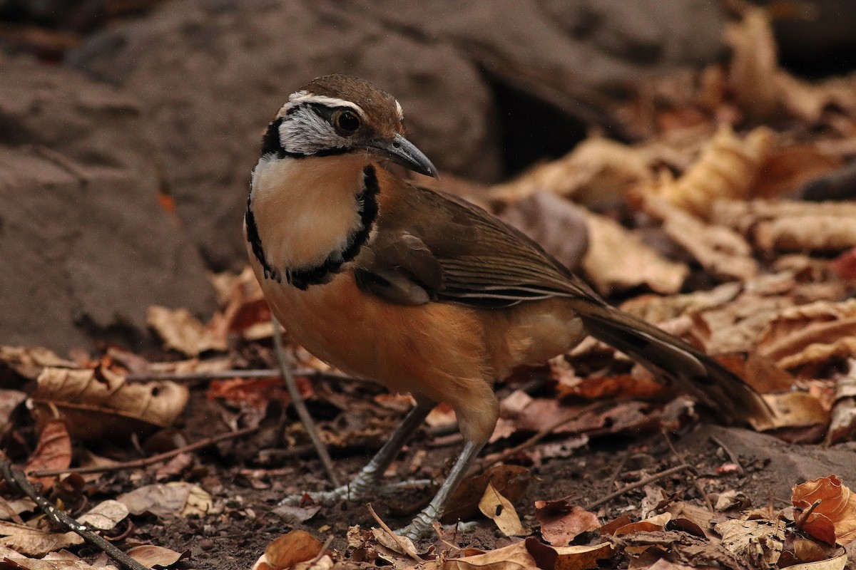 Greater Necklaced Laughingthrush - ML623810442