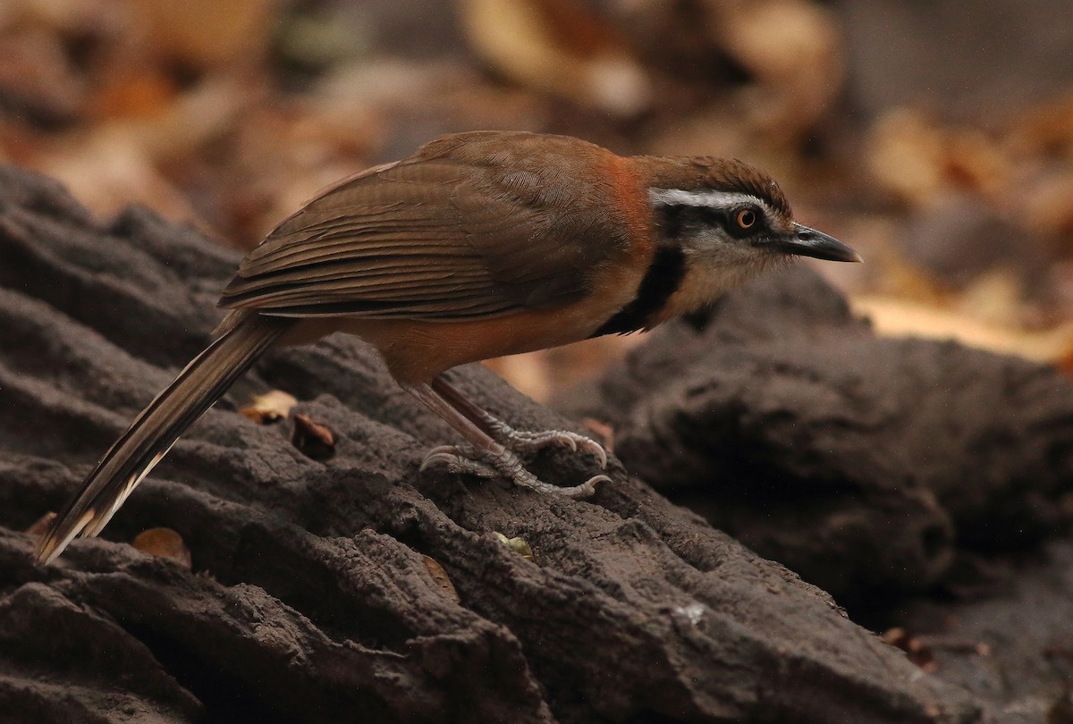 Lesser Necklaced Laughingthrush - ML623810449