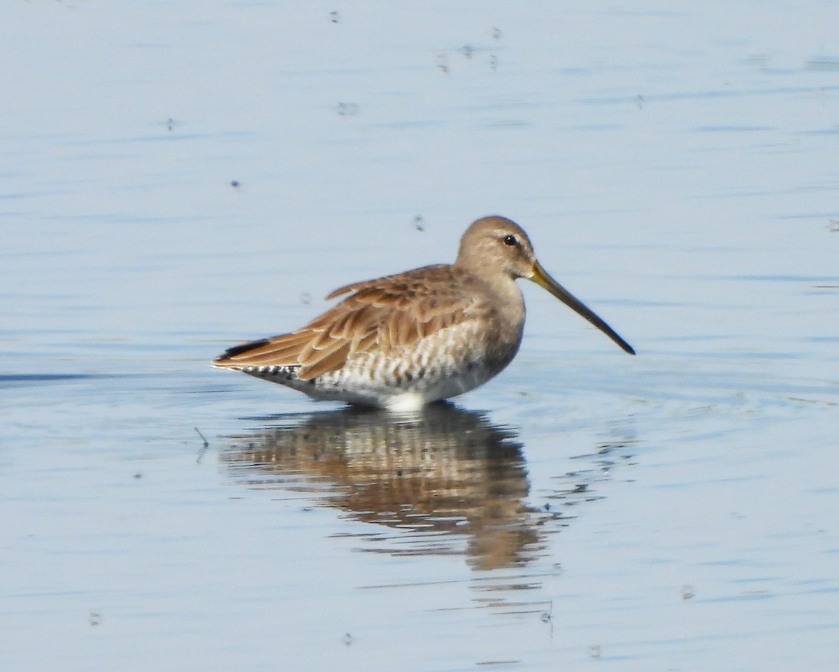 Long-billed Dowitcher - ML623810472