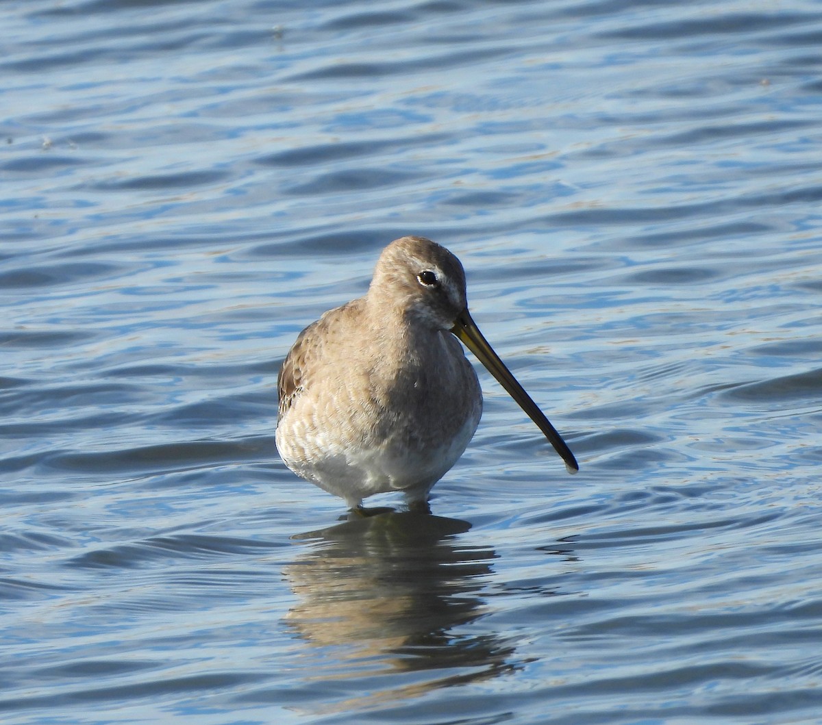Long-billed Dowitcher - ML623810474