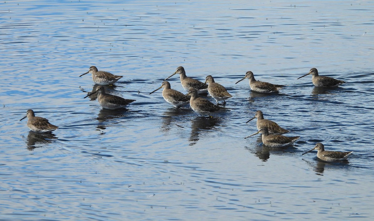 Long-billed Dowitcher - ML623810481