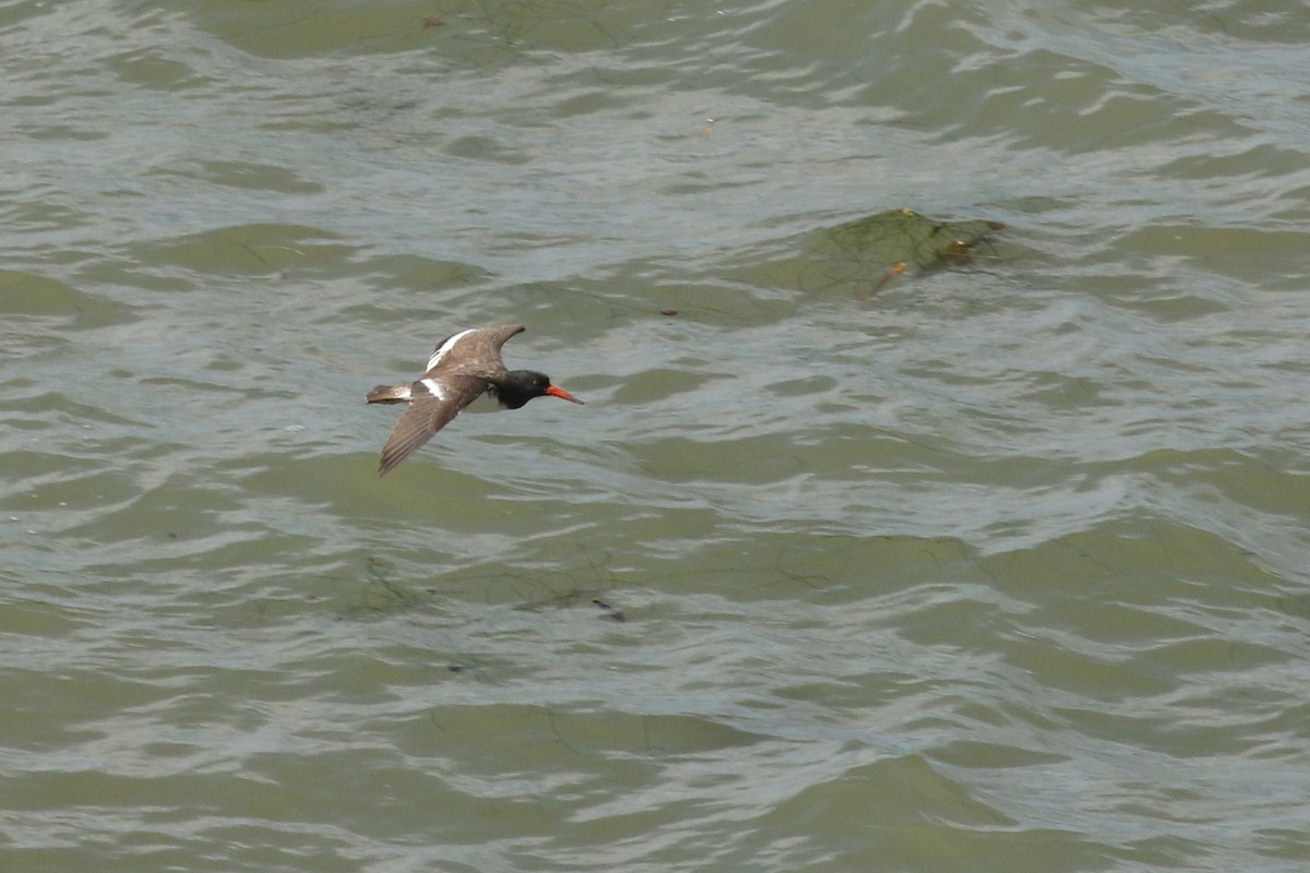 American/Black Oystercatcher - ML623810483