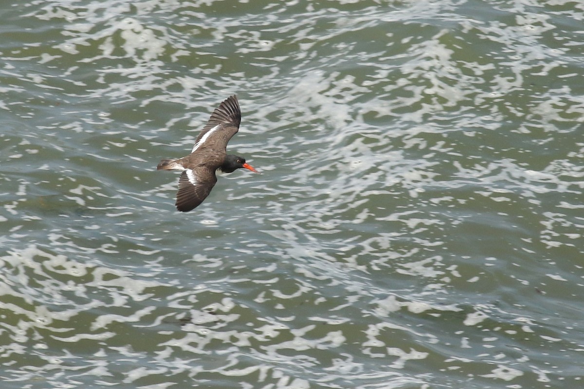 American/Black Oystercatcher - ML623810485