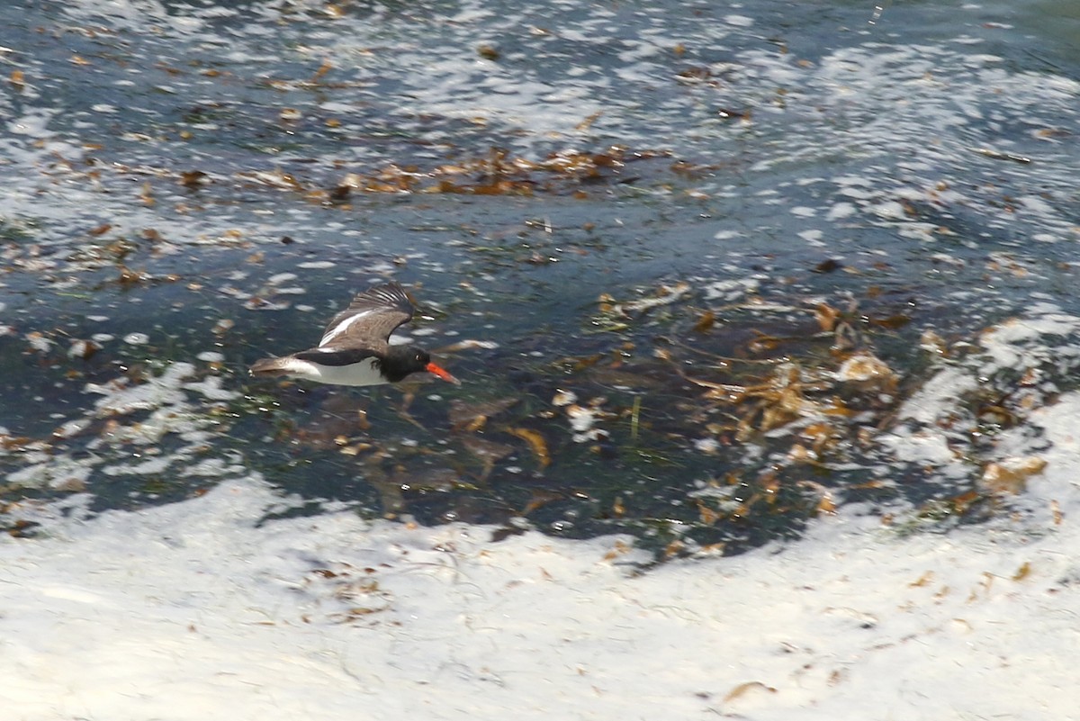 American/Black Oystercatcher - ML623810488