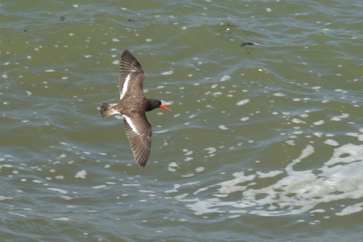 American/Black Oystercatcher - ML623810492