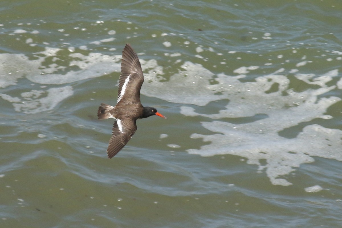 American/Black Oystercatcher - ML623810495