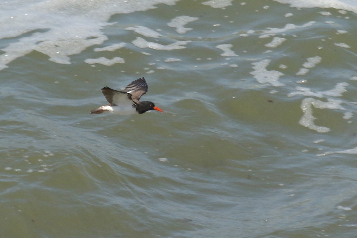 American/Black Oystercatcher - ML623810502