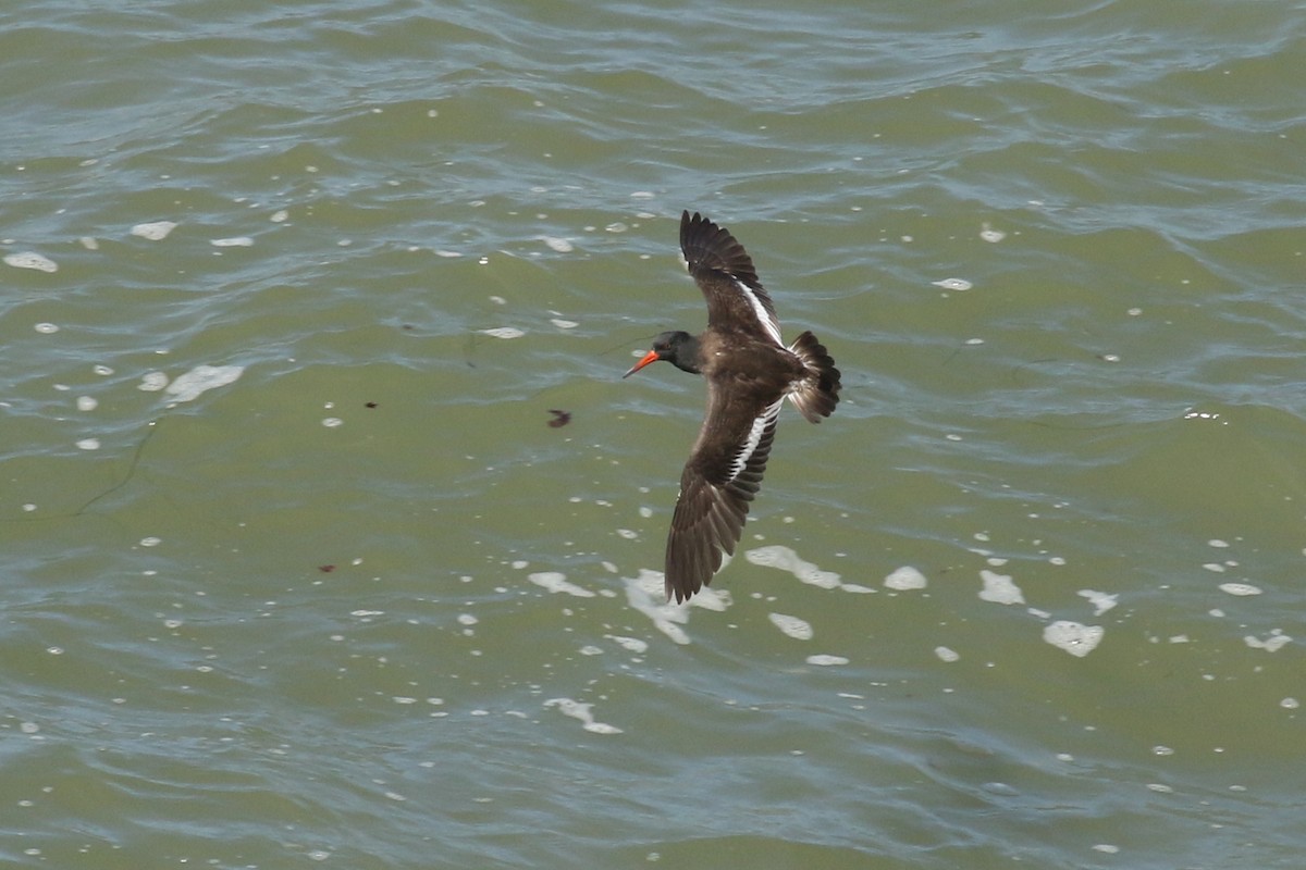 American/Black Oystercatcher - ML623810508