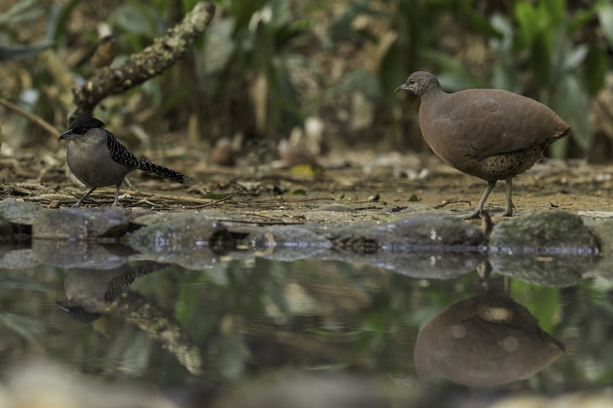 Giant Antshrike - ML623810514