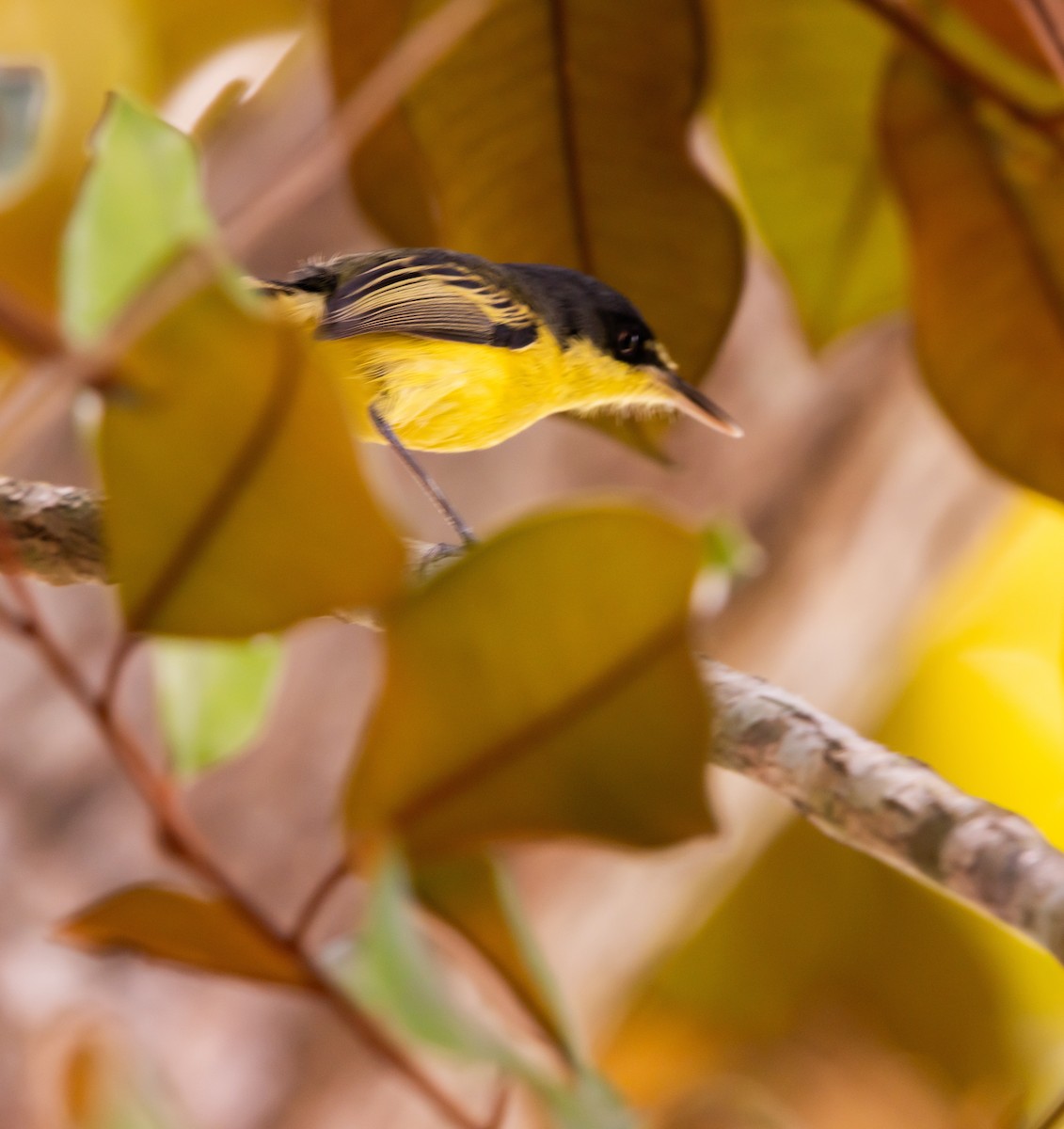 Common Tody-Flycatcher - ML623810546