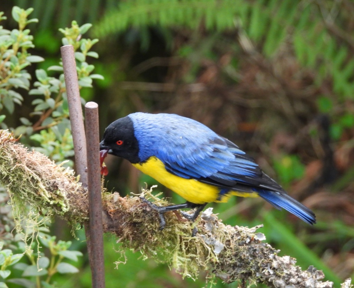 Hooded Mountain Tanager - Regina McNulty