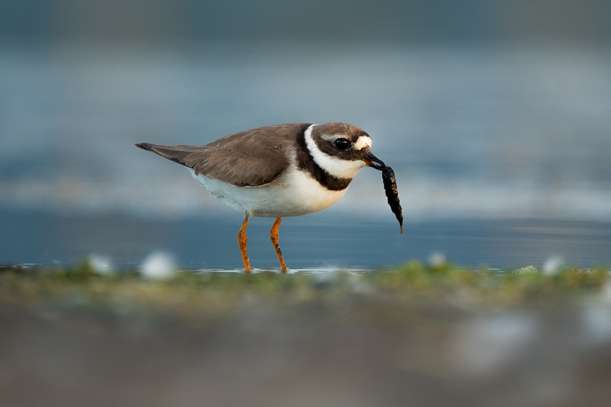 Common Ringed Plover - ML623810551