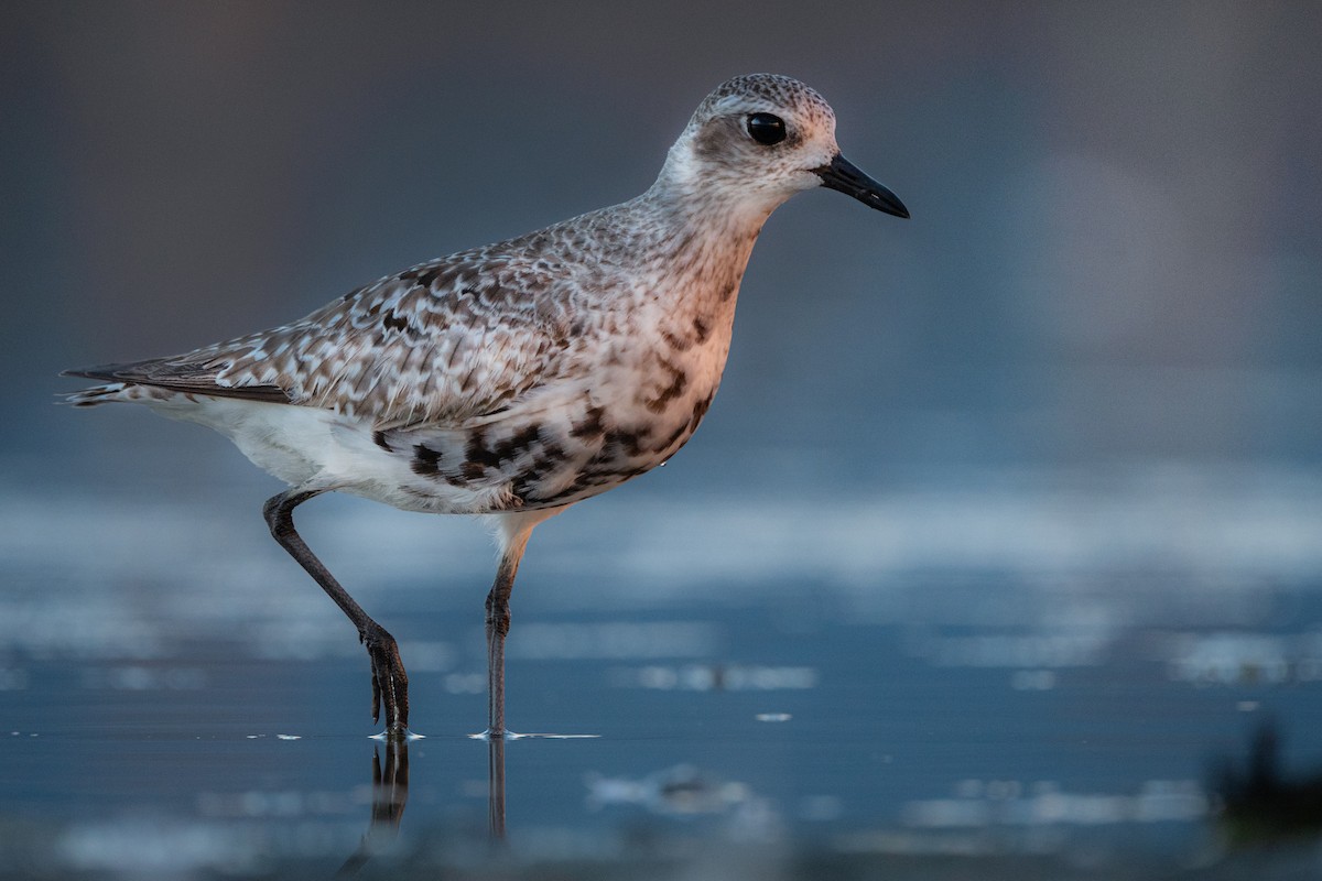 Black-bellied Plover - Alper Tüydeş