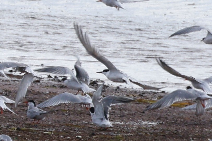 Sandwich Tern - ML623810558