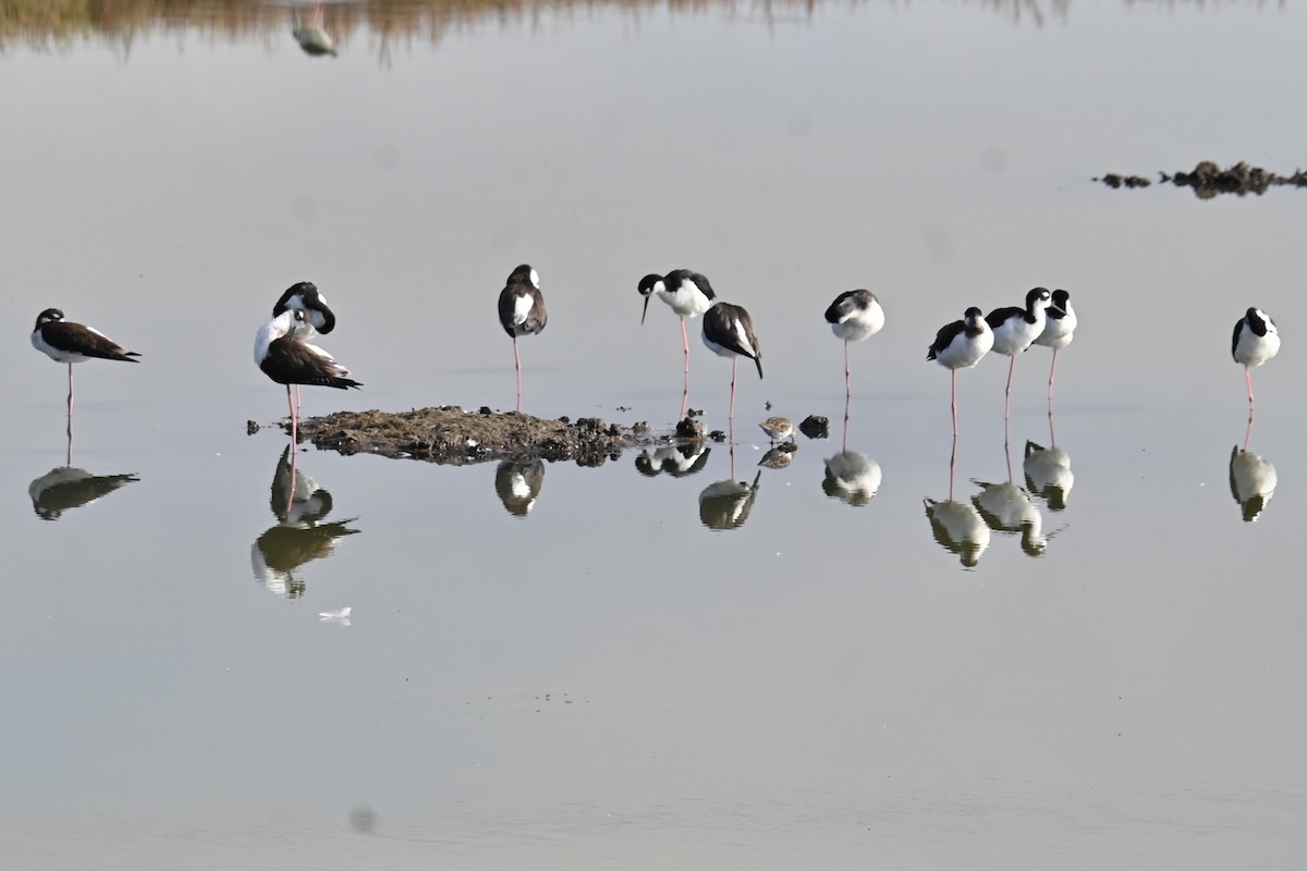 Black-necked Stilt - ML623810561