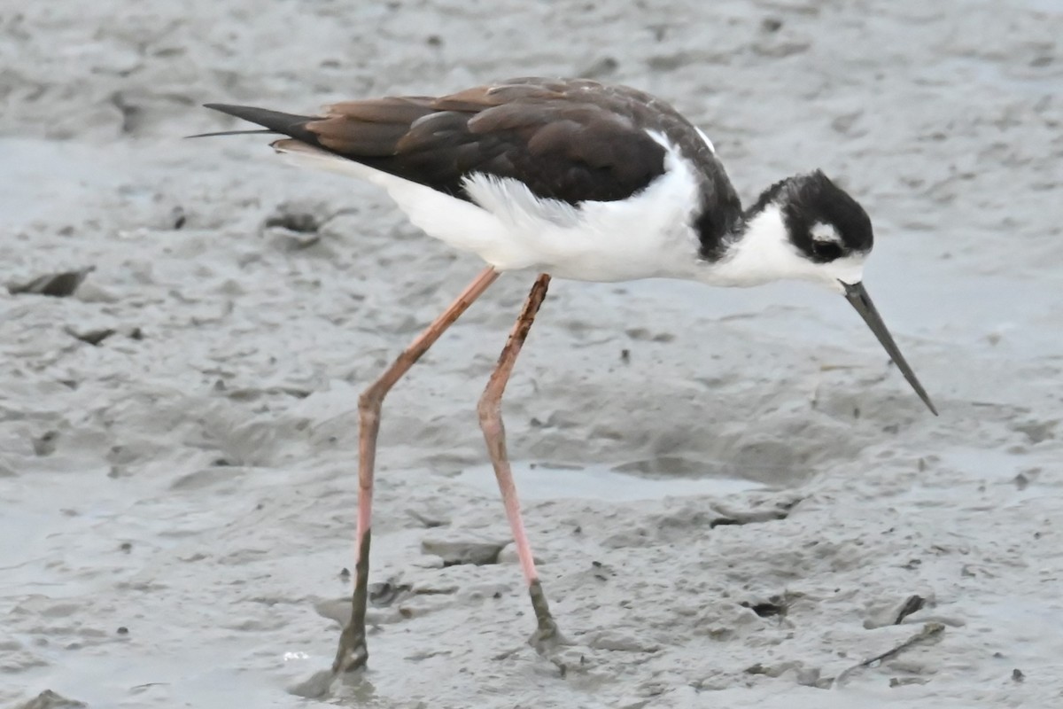 Black-necked Stilt - ML623810562