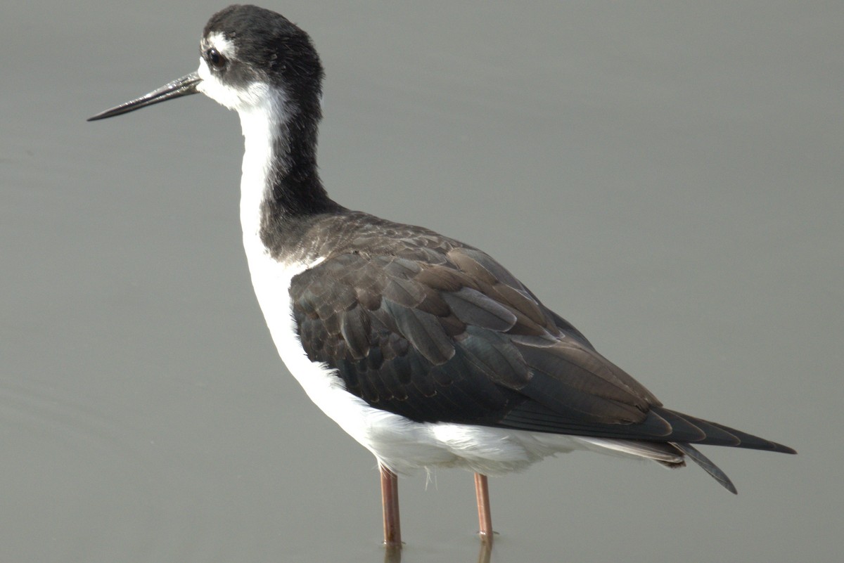 Black-necked Stilt - ML623810566