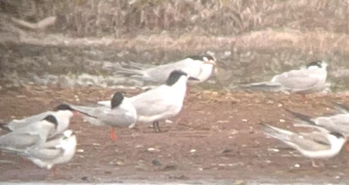 Sandwich Tern - Denis Tétreault