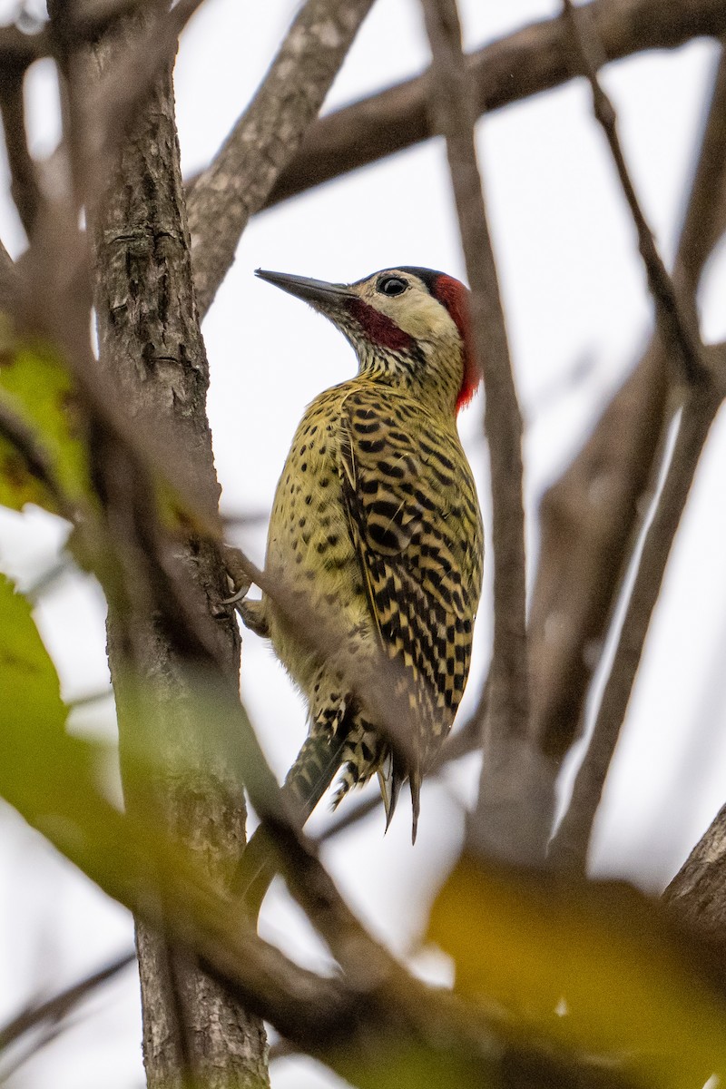 Green-barred Woodpecker - ML623810581