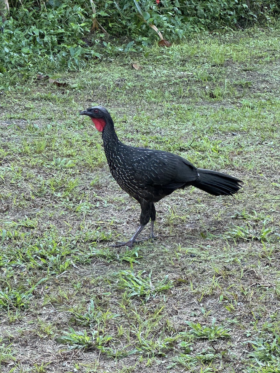 Dusky-legged Guan - ML623810601