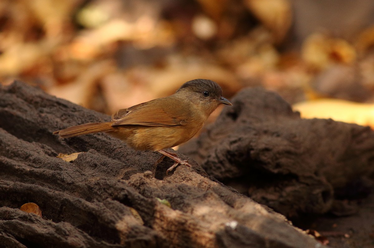 Brown-cheeked Fulvetta - ML623810604