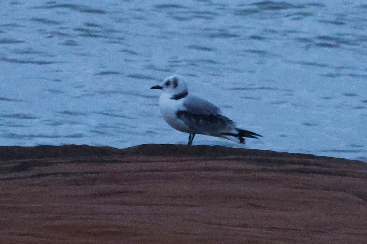 Black-legged Kittiwake - ML623810654