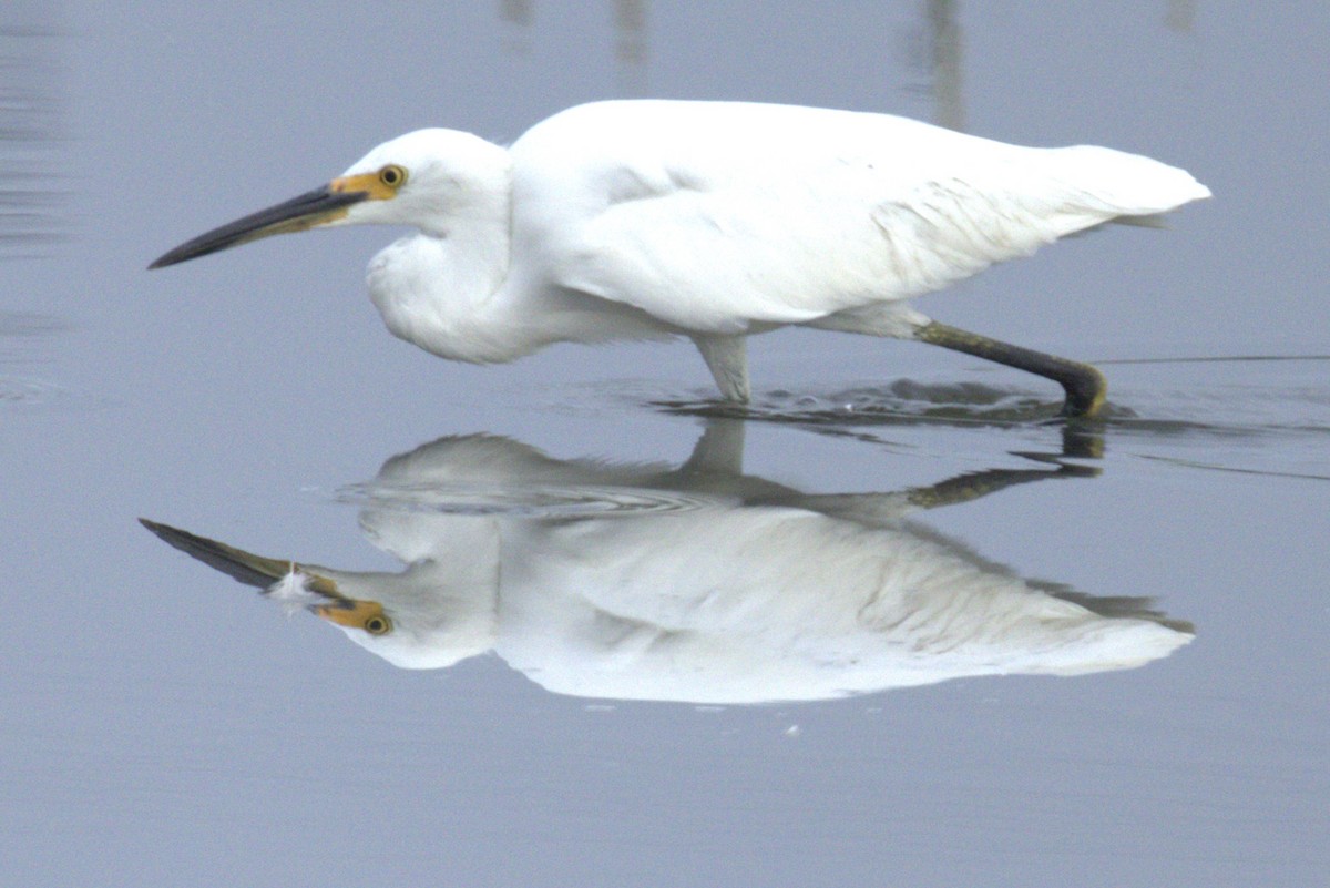 Snowy Egret - ML623810672