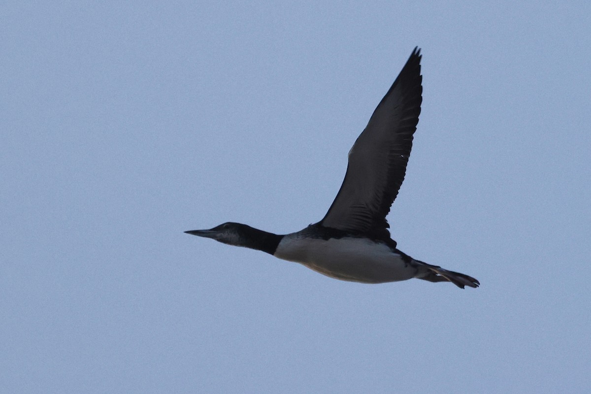 Common Loon - ML623810676