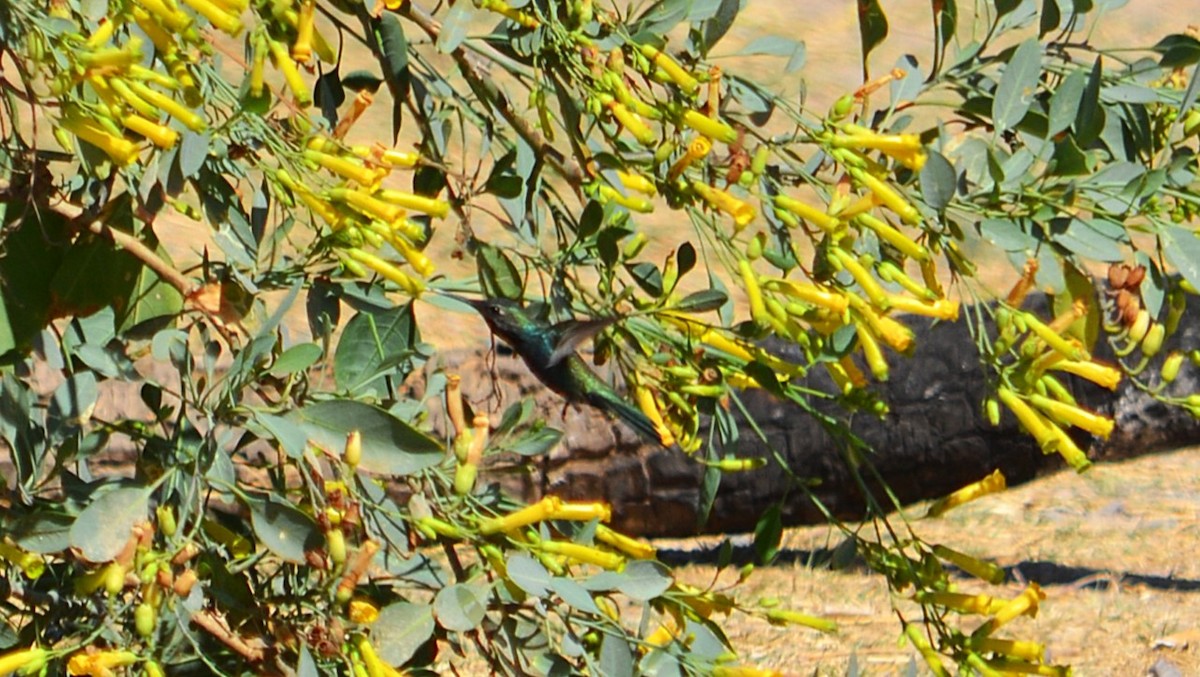 Colibrí de Barbijo - ML623810678