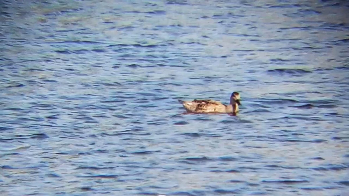 Gadwall - Laurent Pascual-Le Tallec