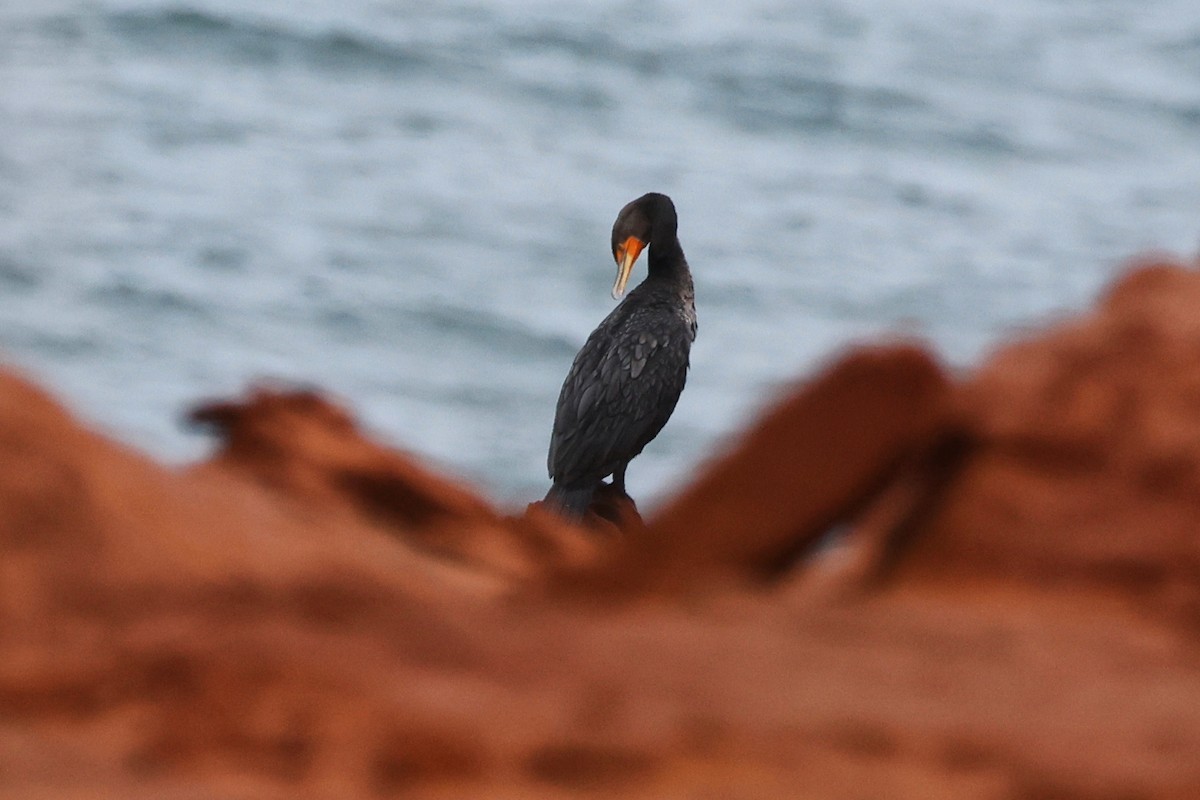 Double-crested Cormorant - ML623810738