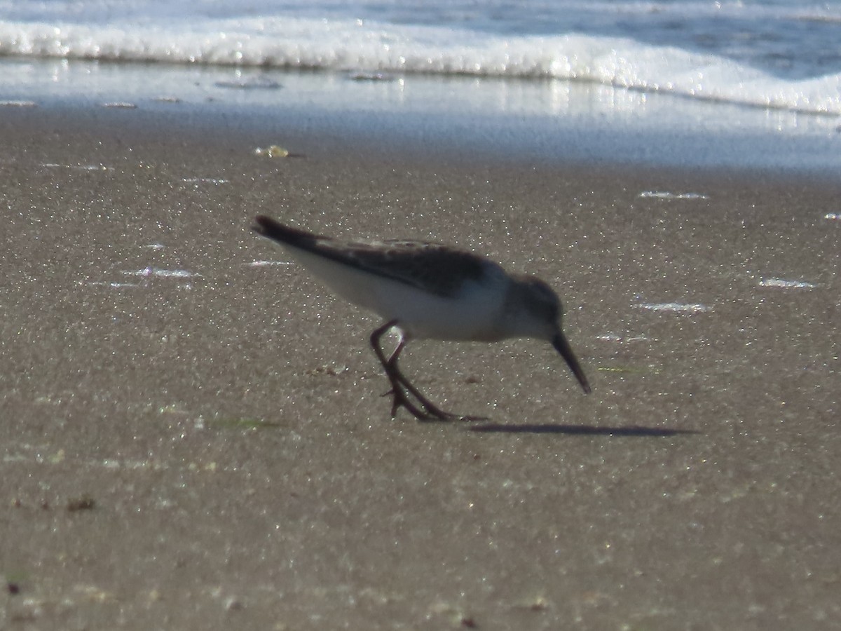 Bergstrandläufer - ML623810761