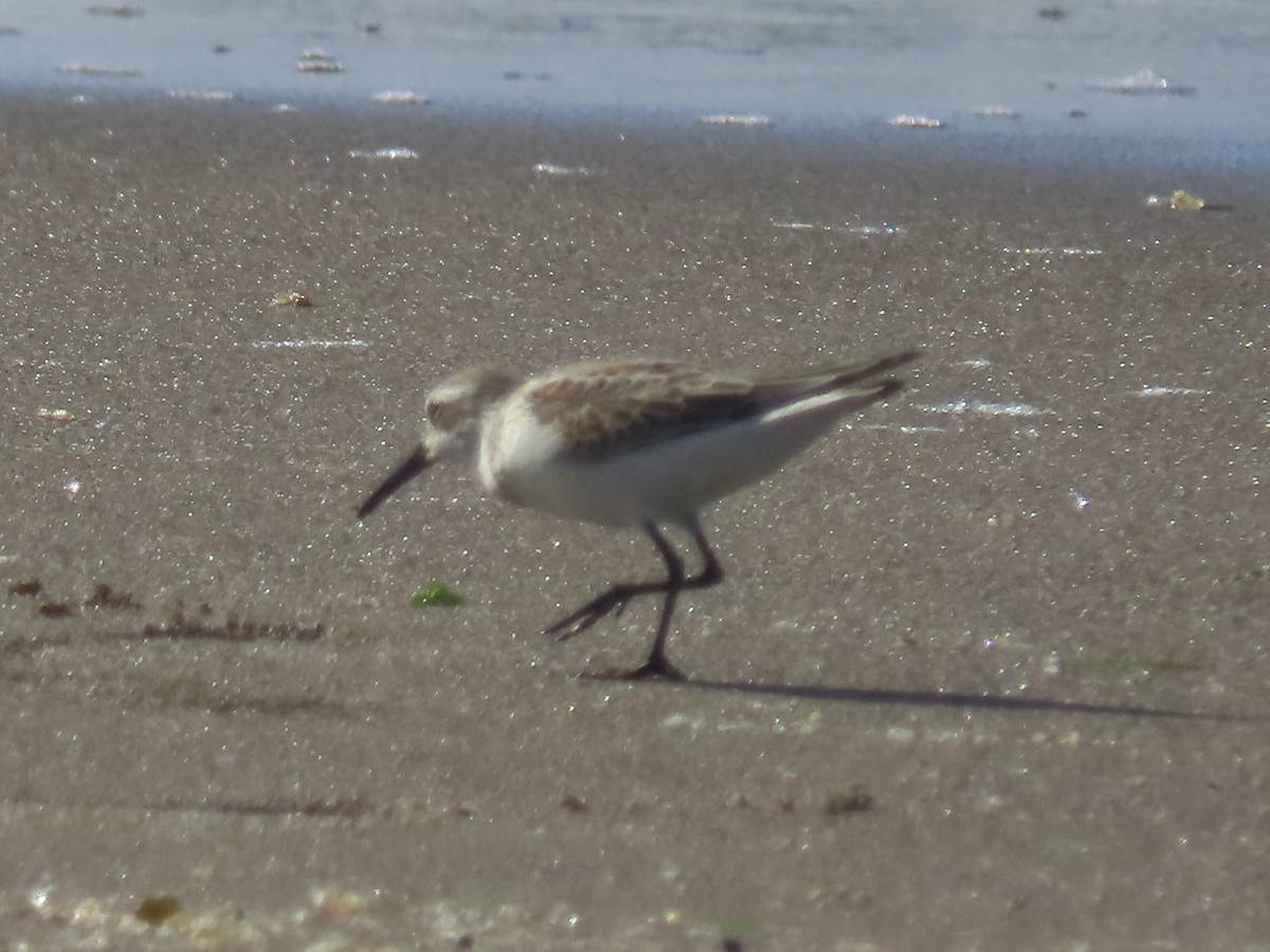 Bergstrandläufer - ML623810762