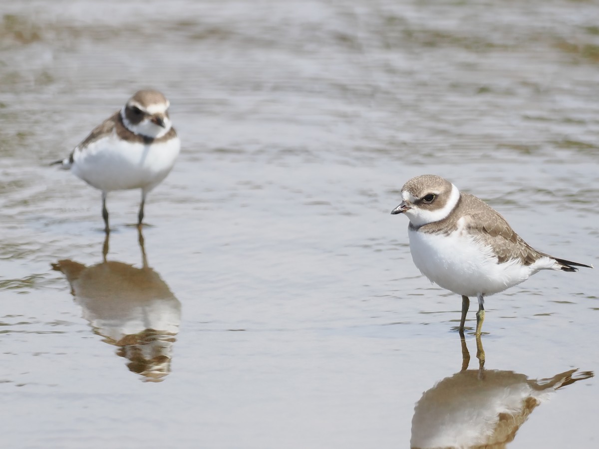 Semipalmated Plover - Robert McNab