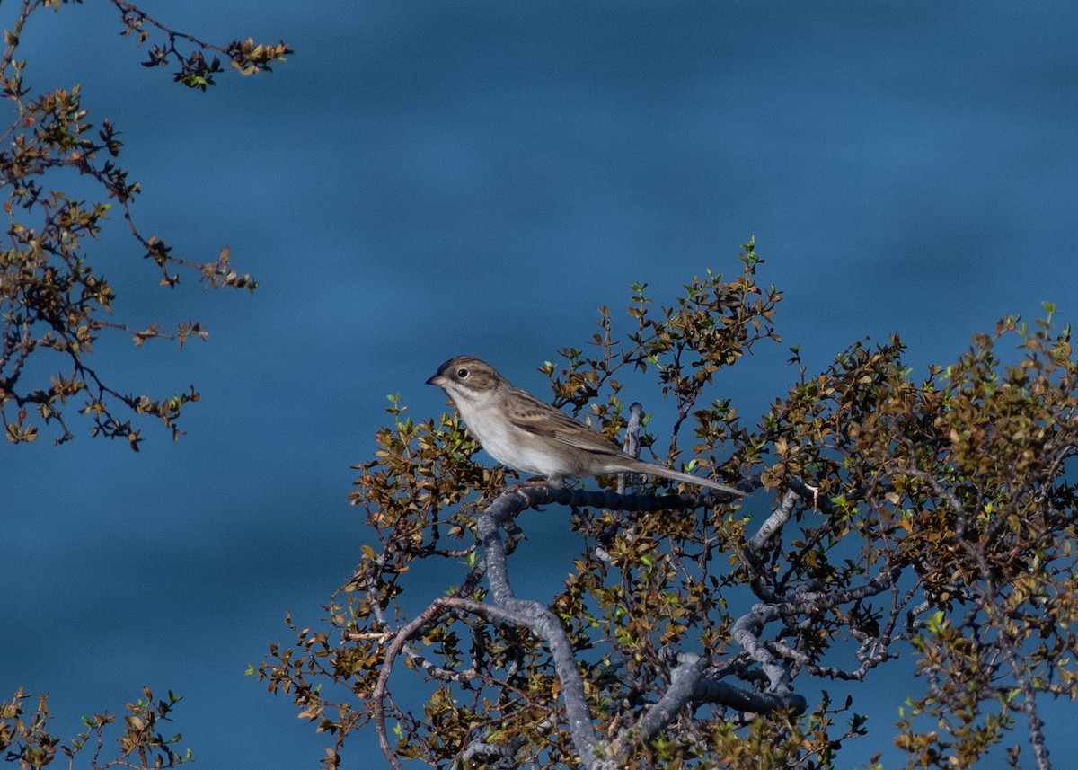 Brewer's Sparrow - ML623810815