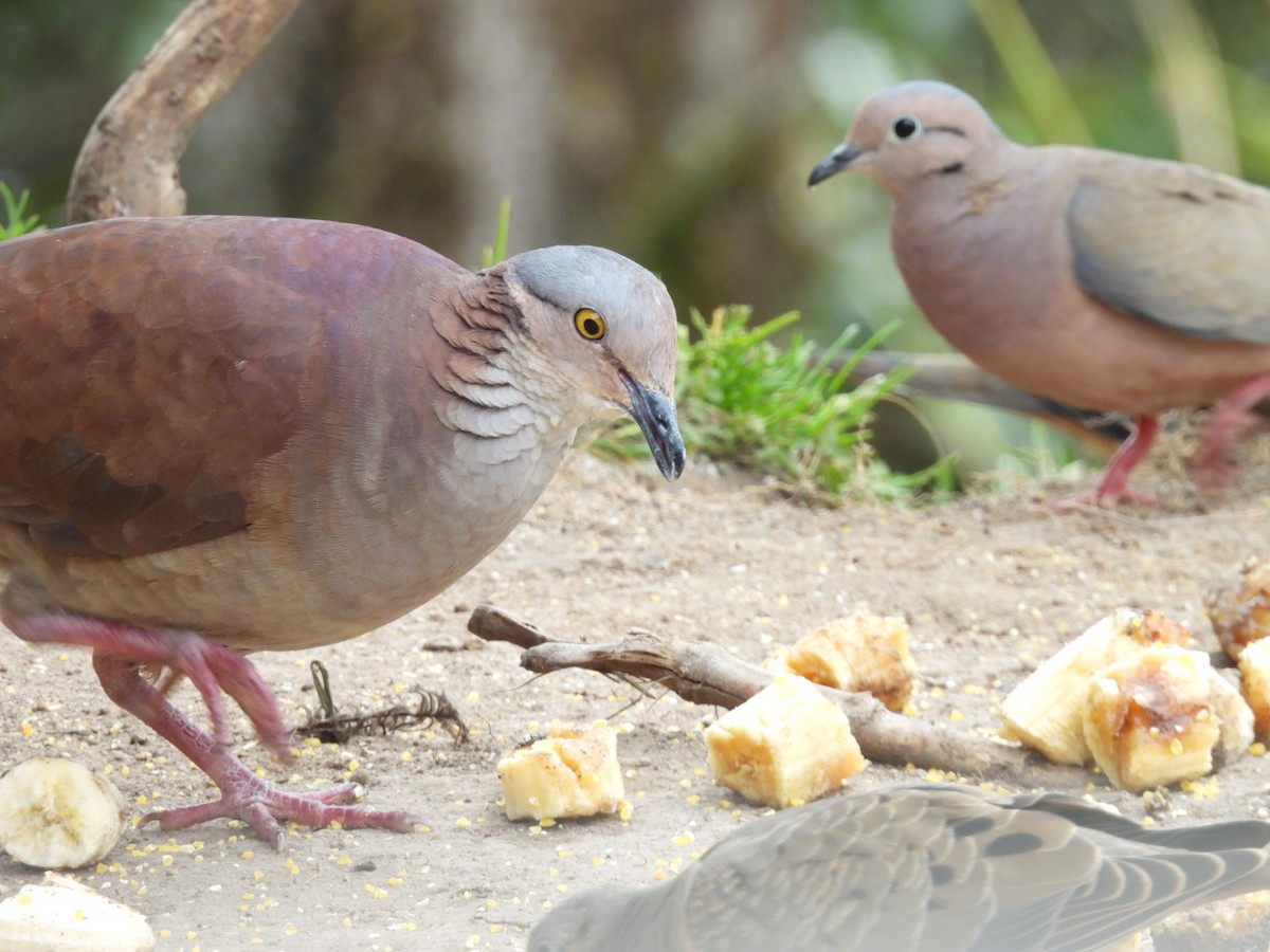 White-throated Quail-Dove - ML623810818