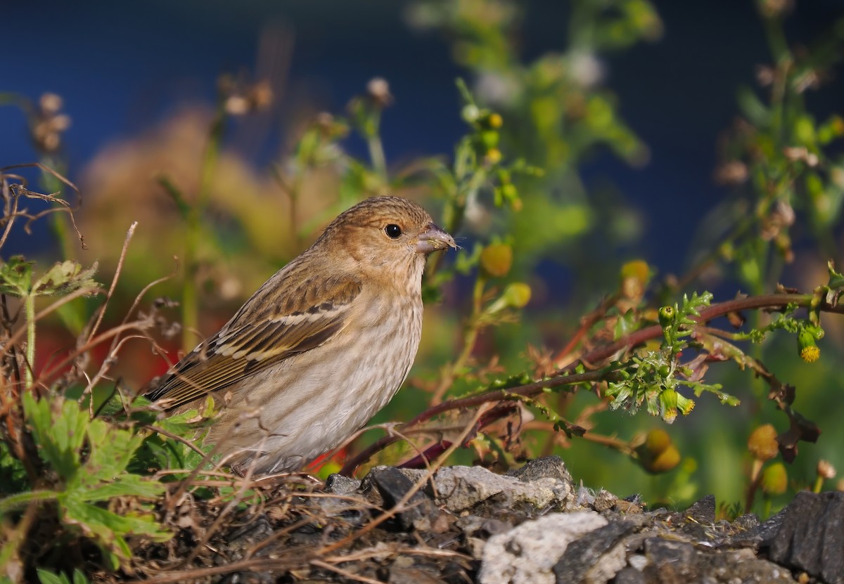 Common Rosefinch - ML623810834