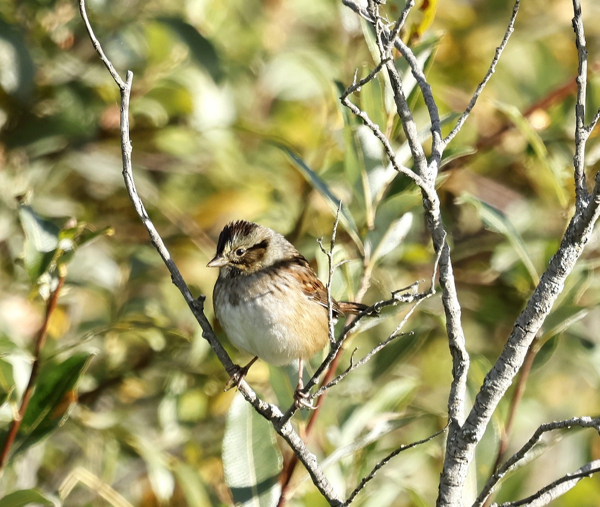 Swamp Sparrow - ML623810839