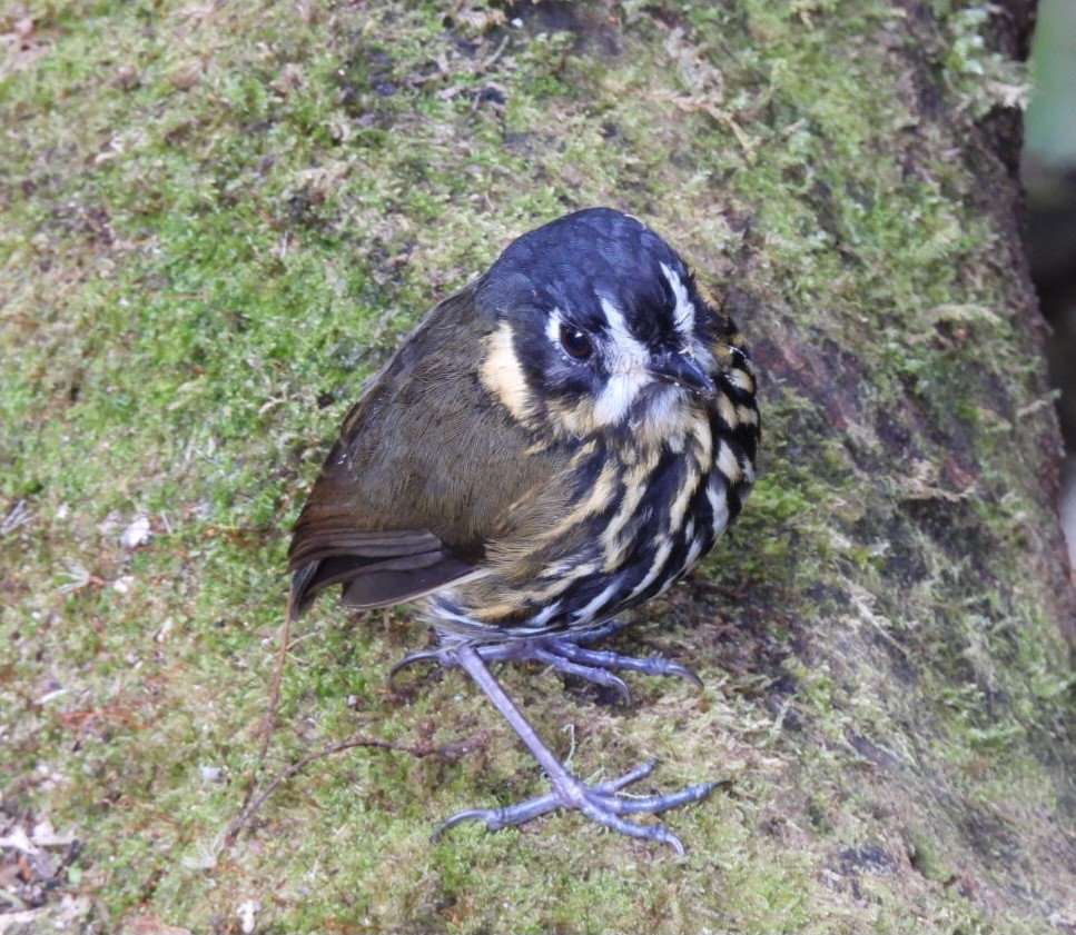 Crescent-faced Antpitta - Regina McNulty