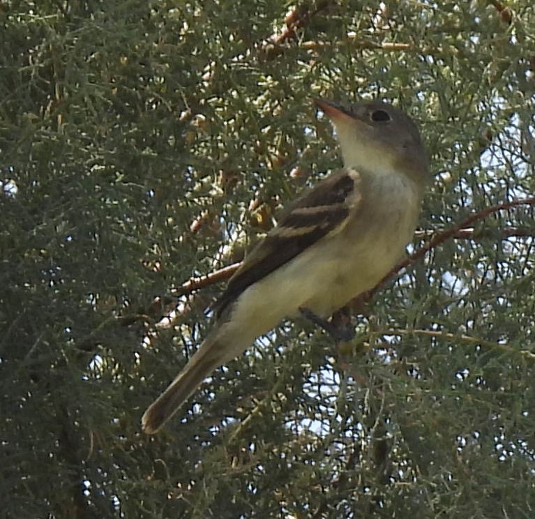 Dusky Flycatcher - ML623810878